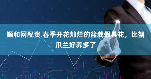顺和网配资 春季开花灿烂的盆栽假昙花，比蟹爪兰好养多了